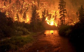 Праздник США. День защиты леса от пожара в США